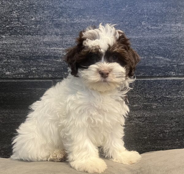 [#252310-04]  - Chocolate / White M Havanese Puppies for Sale