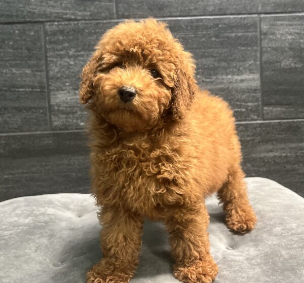 [#252442-01]  - Red M Poodle Puppies for Sale