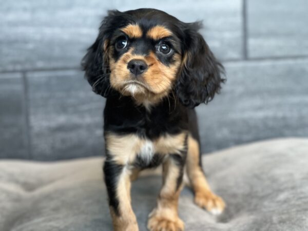 [#252335-05]  - Black / Tan F Cavalier King Charles Spaniel Puppies for Sale