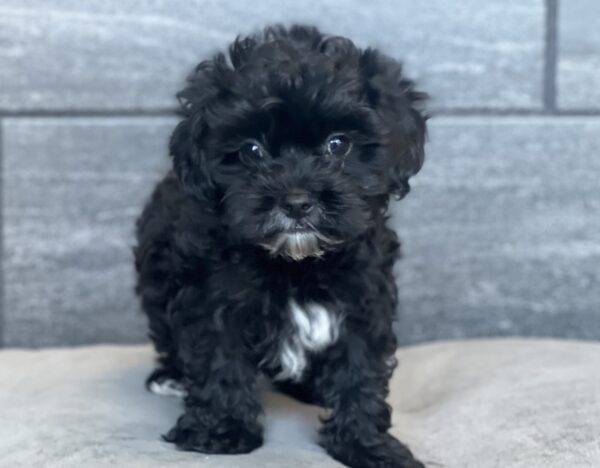 [#M11367]  - Black M Malti-poo Puppies for Sale