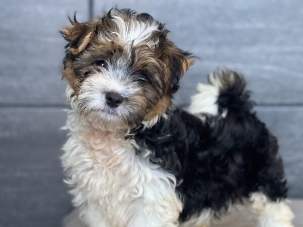 [#M10210]  - Black and Tan M Silktese Puppies for Sale