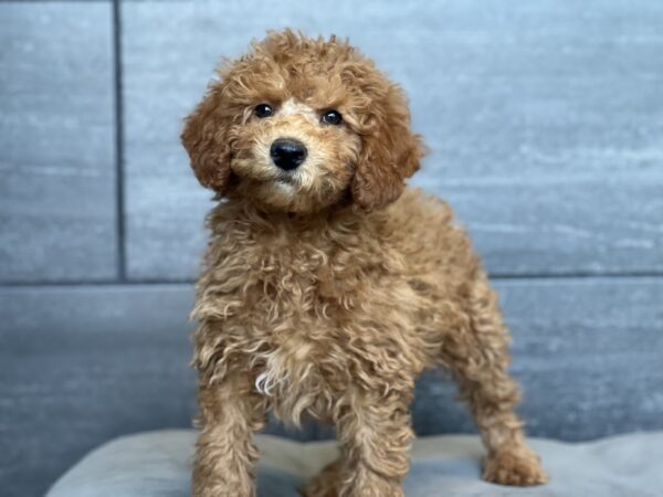[#252330-03]  - Red / White M Poodle Puppies for Sale