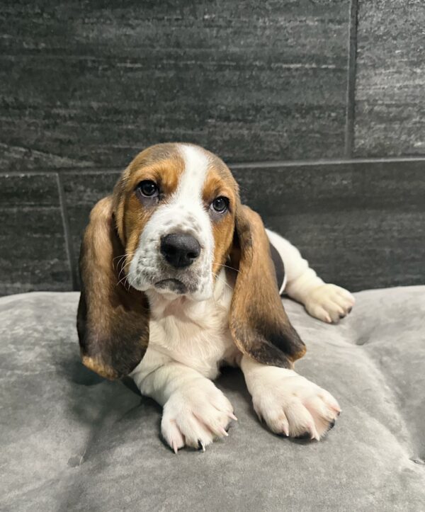 [#M10362]  - Black White and Tan M Basset Hound Puppies for Sale