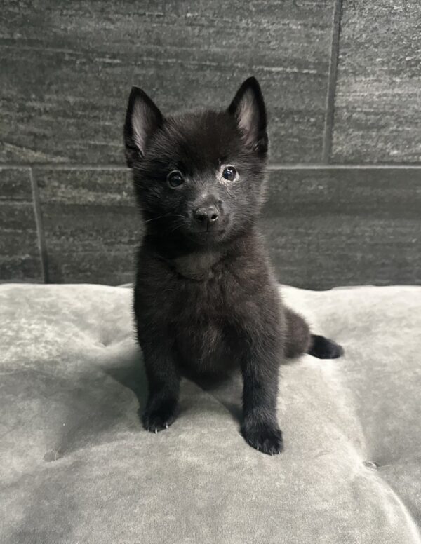 [#25616-03]  - Black F Schipperke Puppies for Sale