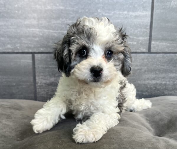 [#252141-02]  - Blue Gray / White M Cavapoo Puppies for Sale