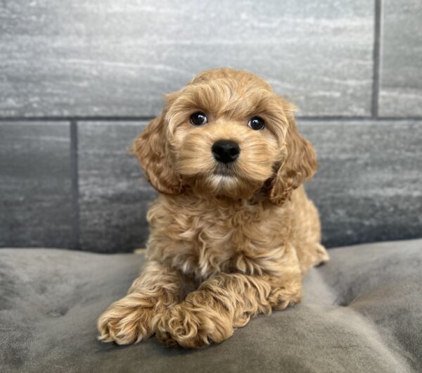 [#252066-03]  - Cream F Cock A Poo Puppies for Sale