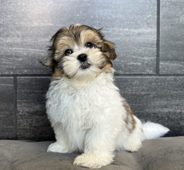 [#251965-01]  - Brown / White M Teddy Bear Puppies for Sale