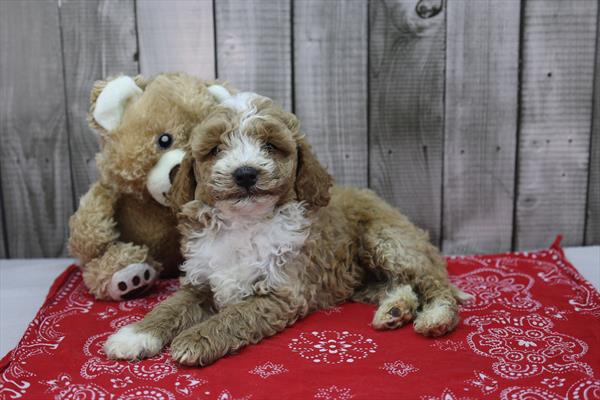 [#252162-01]  - Red M Goldendoodle Mini 2nd Gen Puppies for Sale
