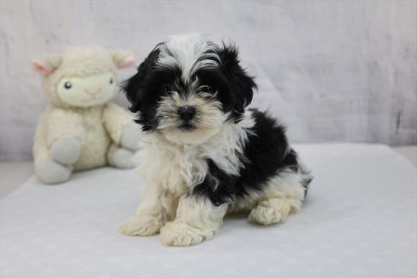 [#252247-02]  - Black / White M Teddy Bear Puppies for Sale
