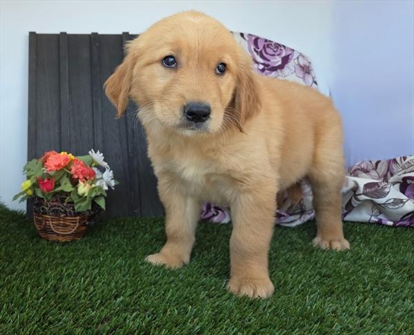 [#25764-02]  - Golden F Golden Retriever Puppies for Sale