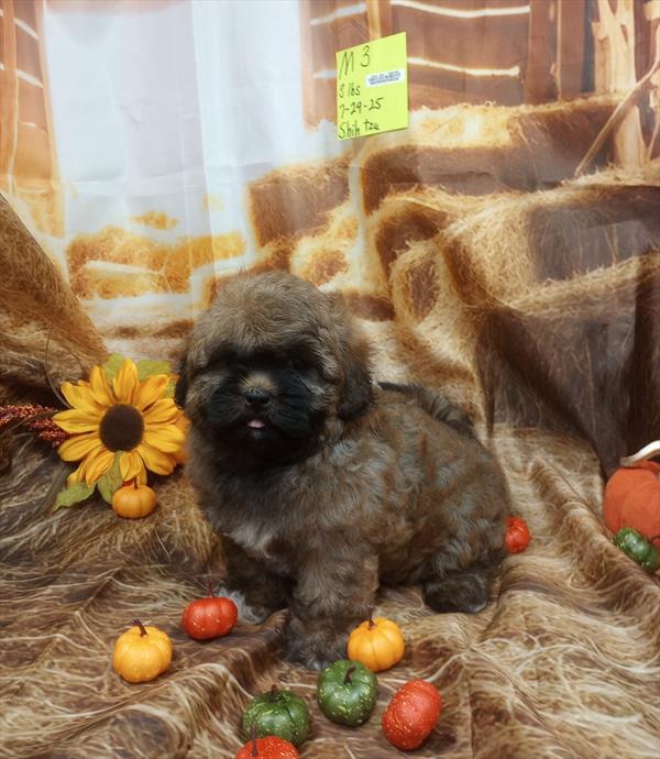 [#25687-03]  - Sable M Shih Tzu Puppies for Sale