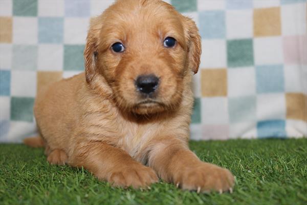[#25316-04]  - Golden F Golden Retriever Puppies for Sale