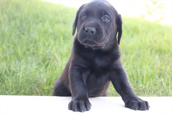 [#25334-03]  - Black M Labrador Retriever Puppies for Sale