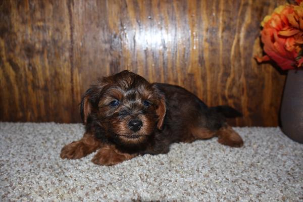 [#252595-02]  - Black / Tan M Yorkiepoo Puppies for Sale