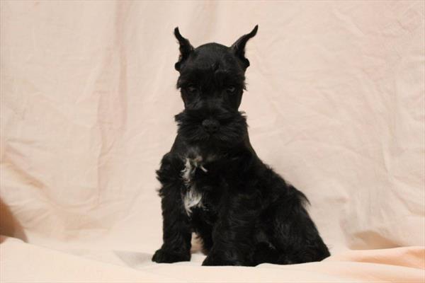 [#251843-03]  - Black M Miniature Schnauzer Puppies for Sale