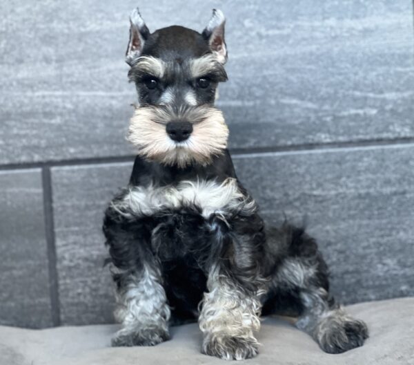 [#251655-01]  - Salt / Pepper M Miniature Schnauzer Puppies for Sale