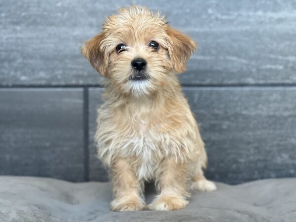 [#251681-07]  - Brown / White F Shorkie Puppies for Sale