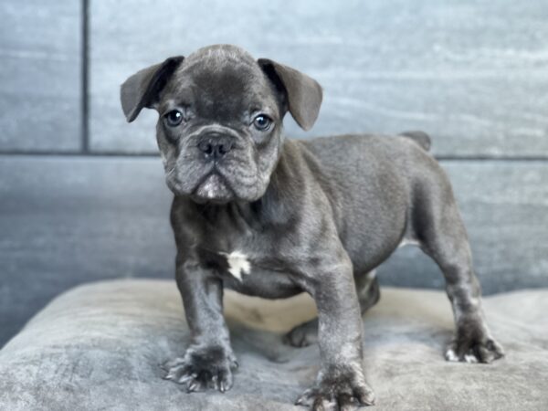 [#251613-03]  - Blue M French Bulldog Puppies for Sale