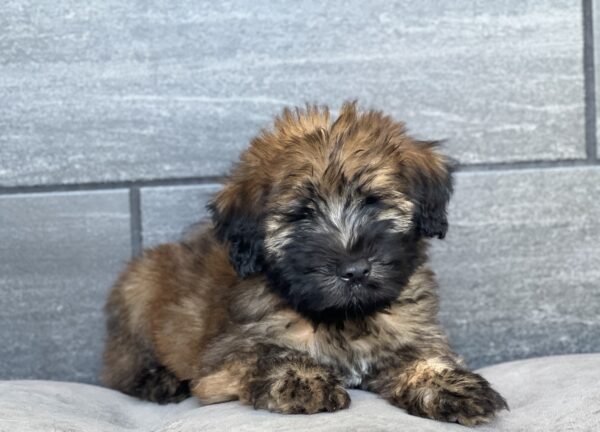 [#25306-02]  - Brown M Soft Coated Wheaten Terrier Puppies for Sale