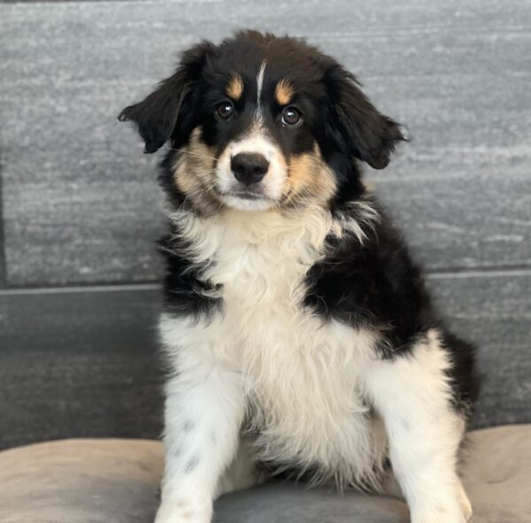 [#252386-01]  - Black M Australian Shepherd Puppies for Sale
