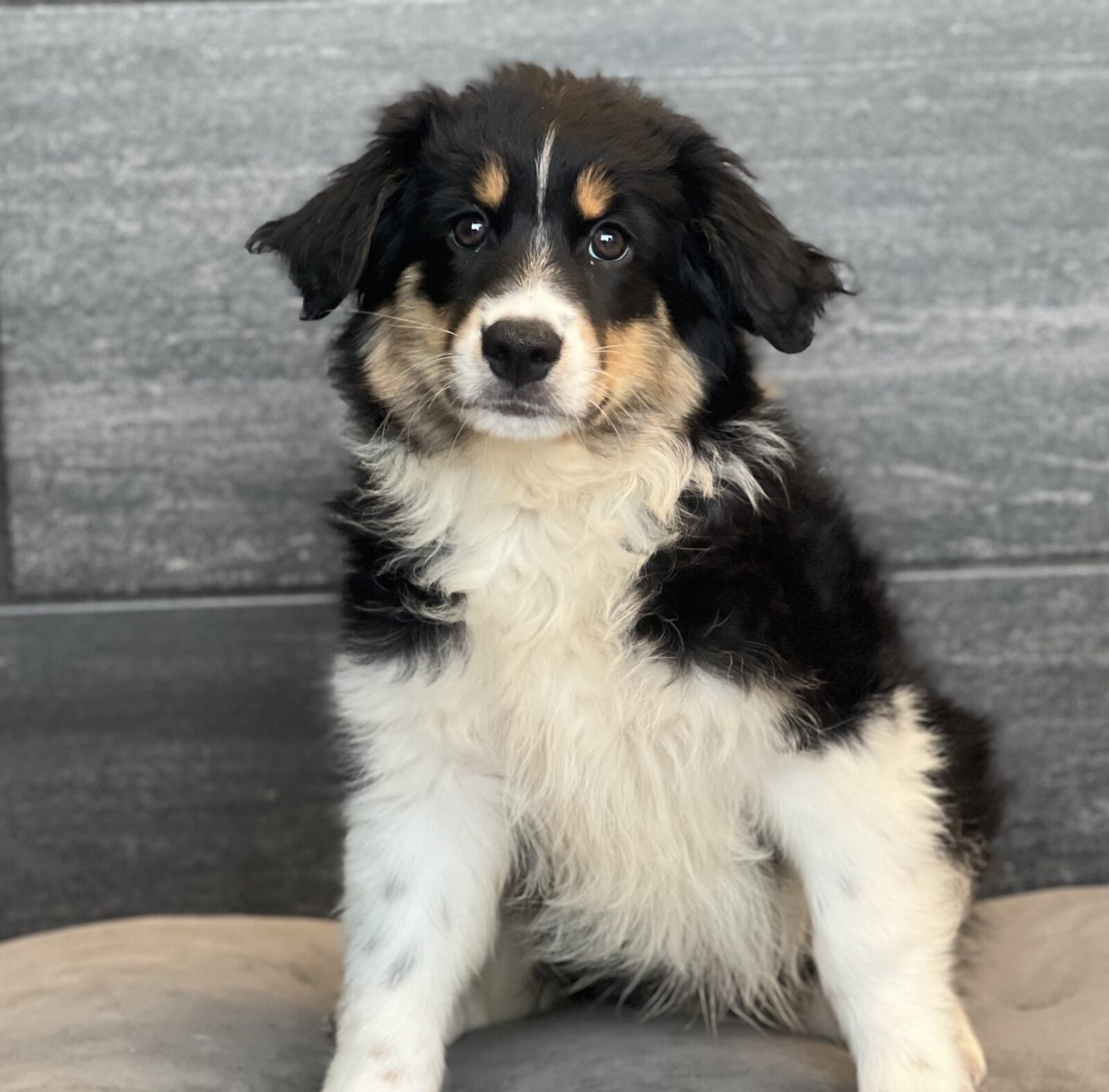 Australian Shepherd Puppy Black ID: 3894 Located at Petland