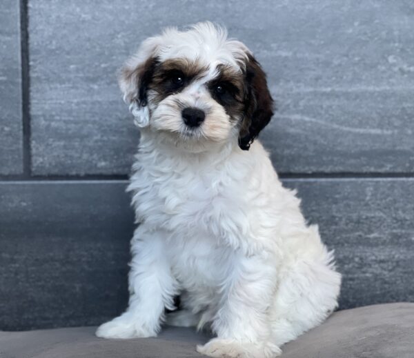 [#252409-01]  - White M Schnoodle Puppies for Sale