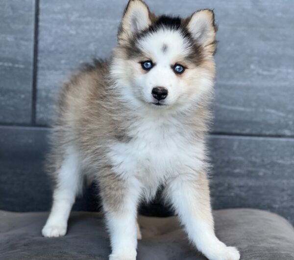 [#252357-05]  - Black / Brown F Pomsky 2nd Gen Puppies for Sale