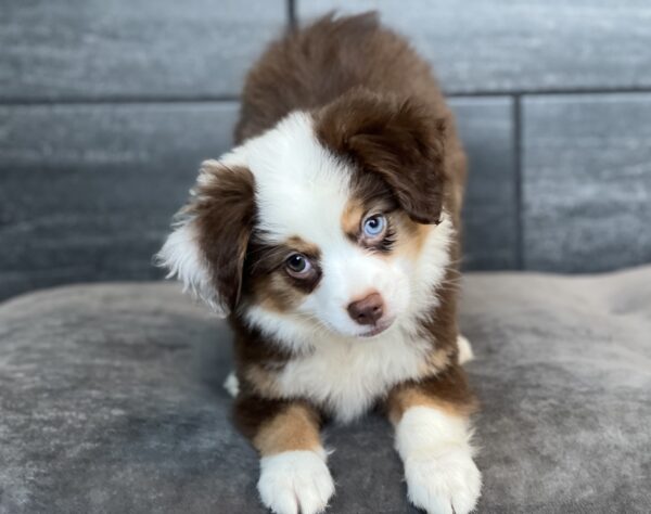 [#252571-06]  - Chocolate / White F Miniature Australian Shepherd Puppies for Sale