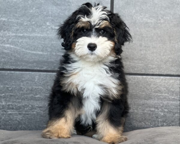[#252407-02]  - Blue Tan / White M Bernedoodle Mini Puppies for Sale