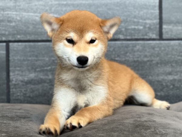 [#252157-01]  - Red M Shiba Inu Puppies for Sale