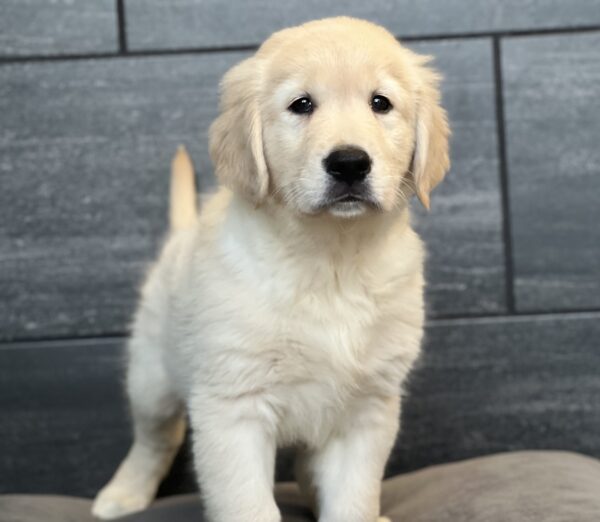 [#252464-01]  - Light Golden M Golden Retriever Puppies for Sale
