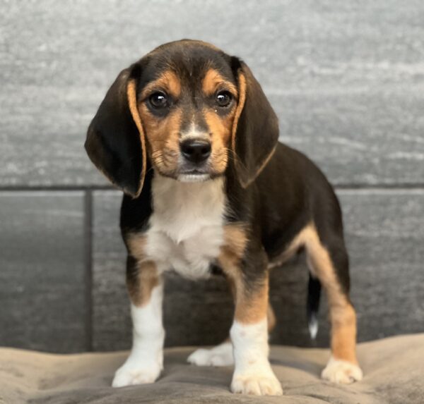 [#252545-06]  - Tri-Colored F Beagle Puppies for Sale