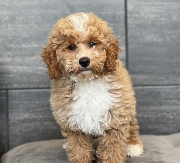 [#252162-01]  - Red M Goldendoodle Mini 2nd Gen Puppies for Sale