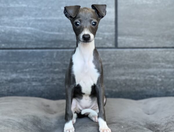 [#252539-05]  - Blue Fawn F Italian Greyhound Puppies for Sale