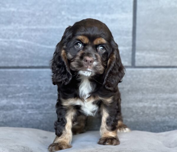 [#252600-05]  - Tri-Colored F Cocker Spaniel Puppies for Sale