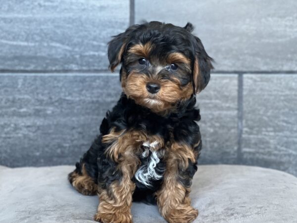 [#252596-03]  - Black / Tan M Yorkiepoo Puppies for Sale