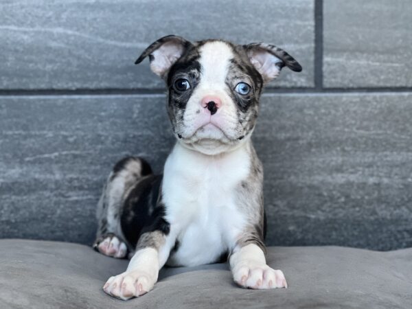 [#252750-03]  - Blue Merle / White M Boston Terrier Puppies for Sale