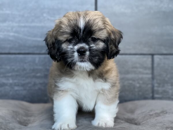 [#251910-01]  - Brindle / White M Lhasa Apso Puppies for Sale