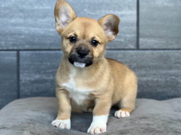 [#251839-08]  - F Froggie Puppies for Sale