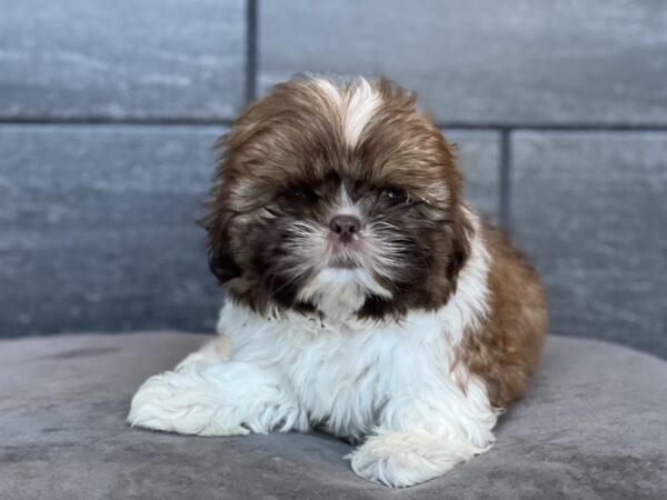 [#25703-01]  - Chocolate Sable M Shih Tzu Puppies for Sale