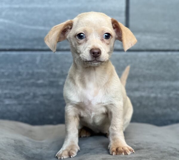 [#25726-02]  - Isabella F Chiweenie Puppies for Sale