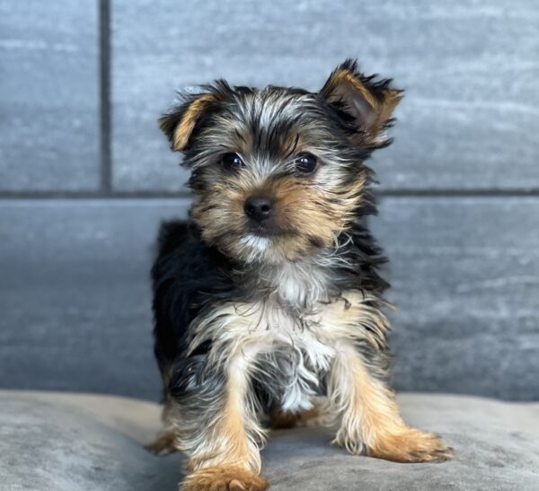 [#M10836]  - Black and Tan M Yorkshire Terrier Puppies for Sale