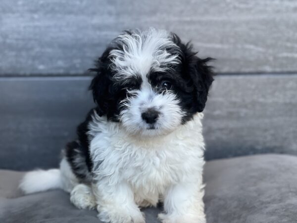 [#M13105]  - White and Black M Coton De Tulear Puppies for Sale