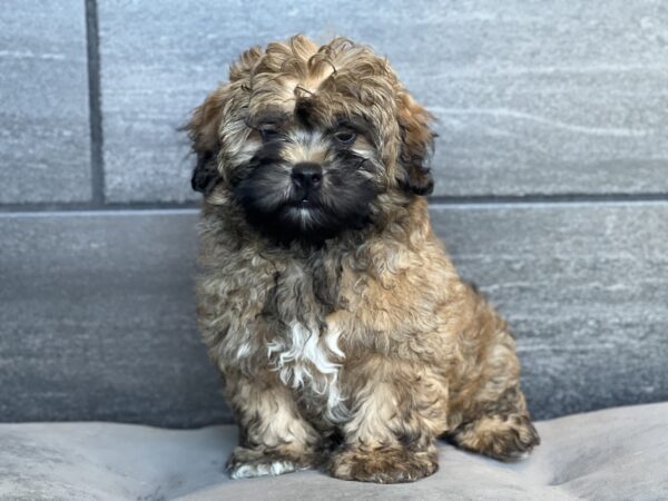 [#25687-03]  - Sable M Shih Tzu Puppies for Sale