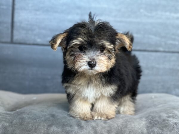 [#25486-02]  - F Morkie Puppies for Sale