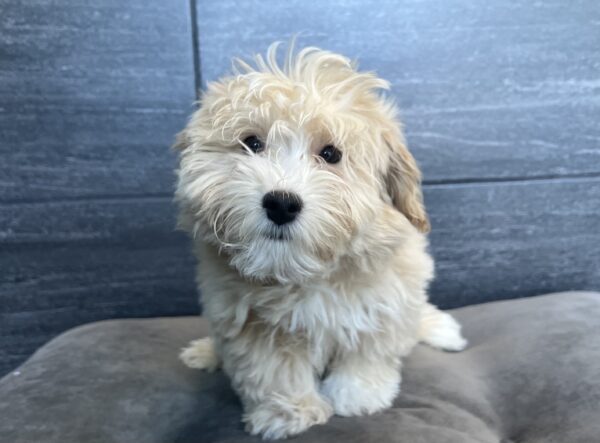[#252372-02]  - Light Red M Maltipoo Puppies for Sale