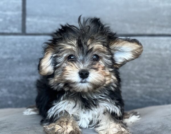 [#25486-01]  - F Morkie Puppies for Sale