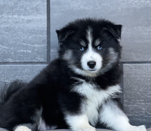 [#252668-05]  - Black / White F Huskimo Puppies for Sale