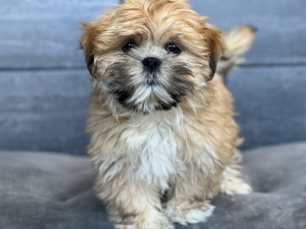 [#252428-06]  - Brindle F Lhasa Apso Puppies for Sale
