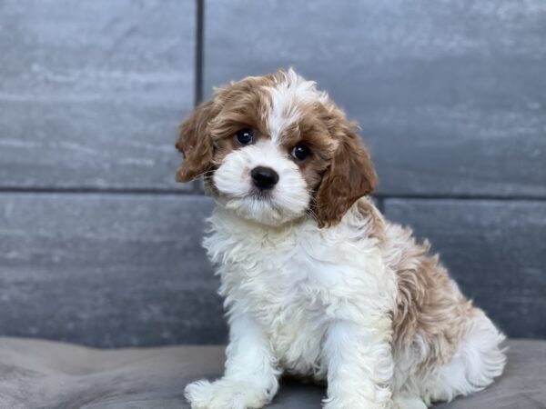 [#252587-01]  - White / Red M Cavapoo Puppies for Sale